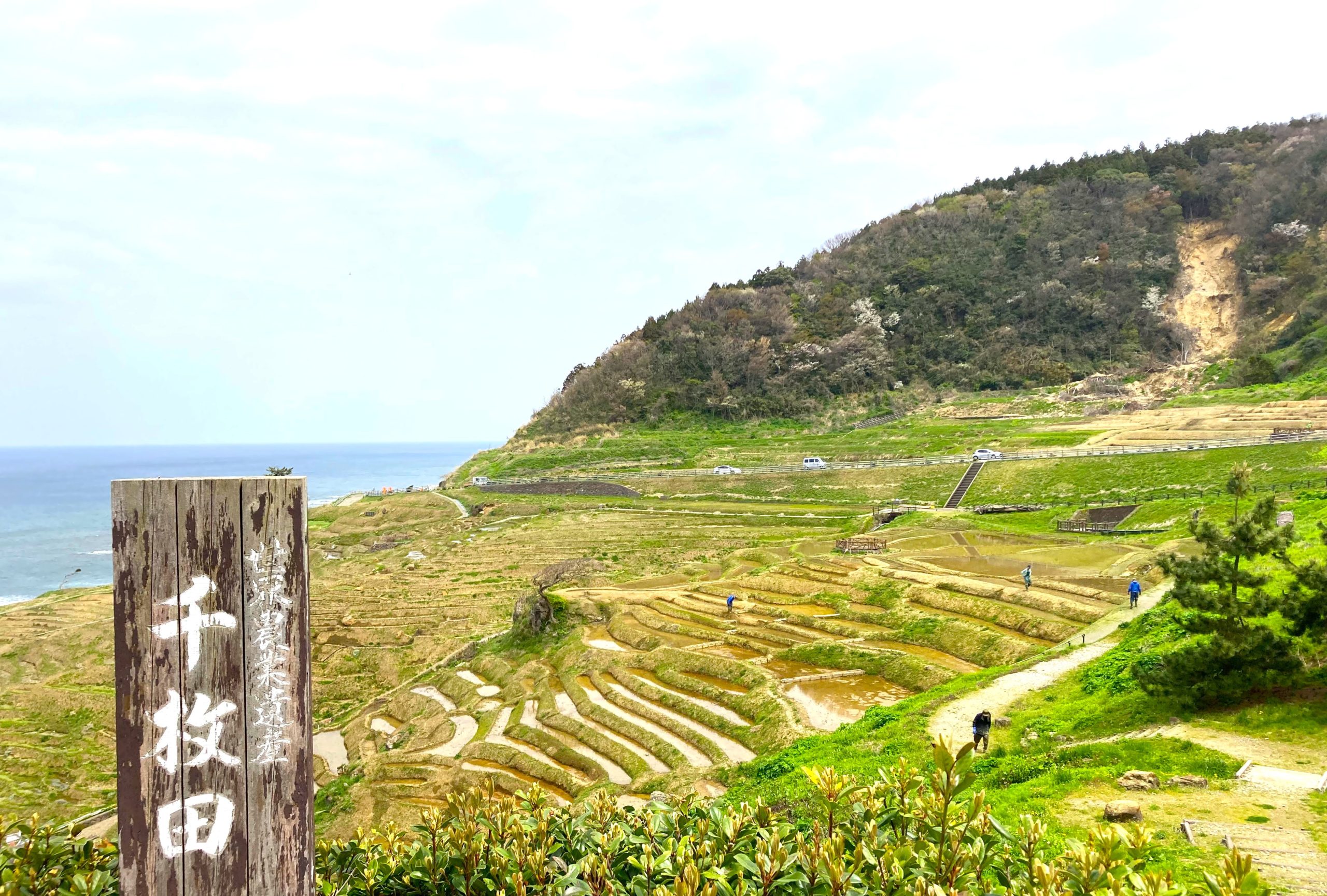 千枚田